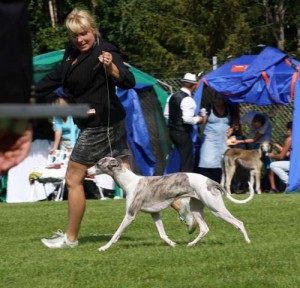 handler_whippet2