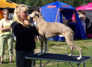 handling_whippet