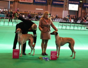 baqiir_2_bh_crufts