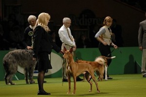 crufts2