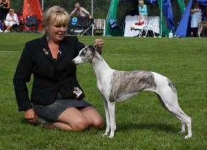 handler_whippet